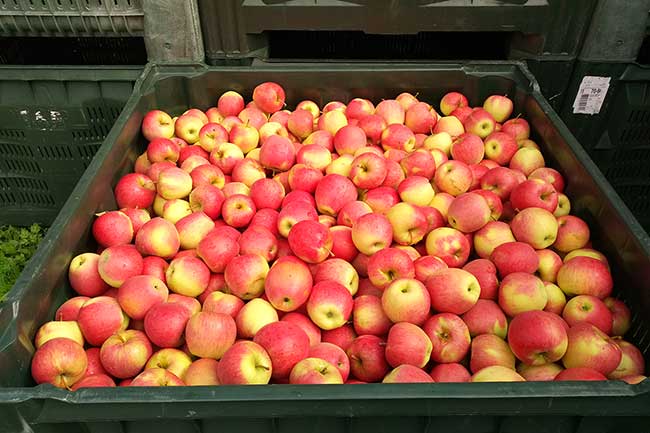 La raccolta della mela qualità pinova 