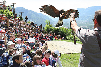 Flugschau der Greifvögel bei Schloss Tirol