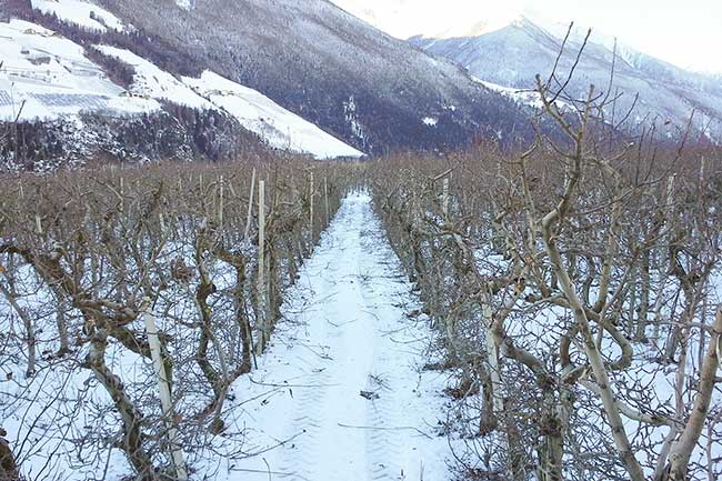 Winter in den Apfelwiesen