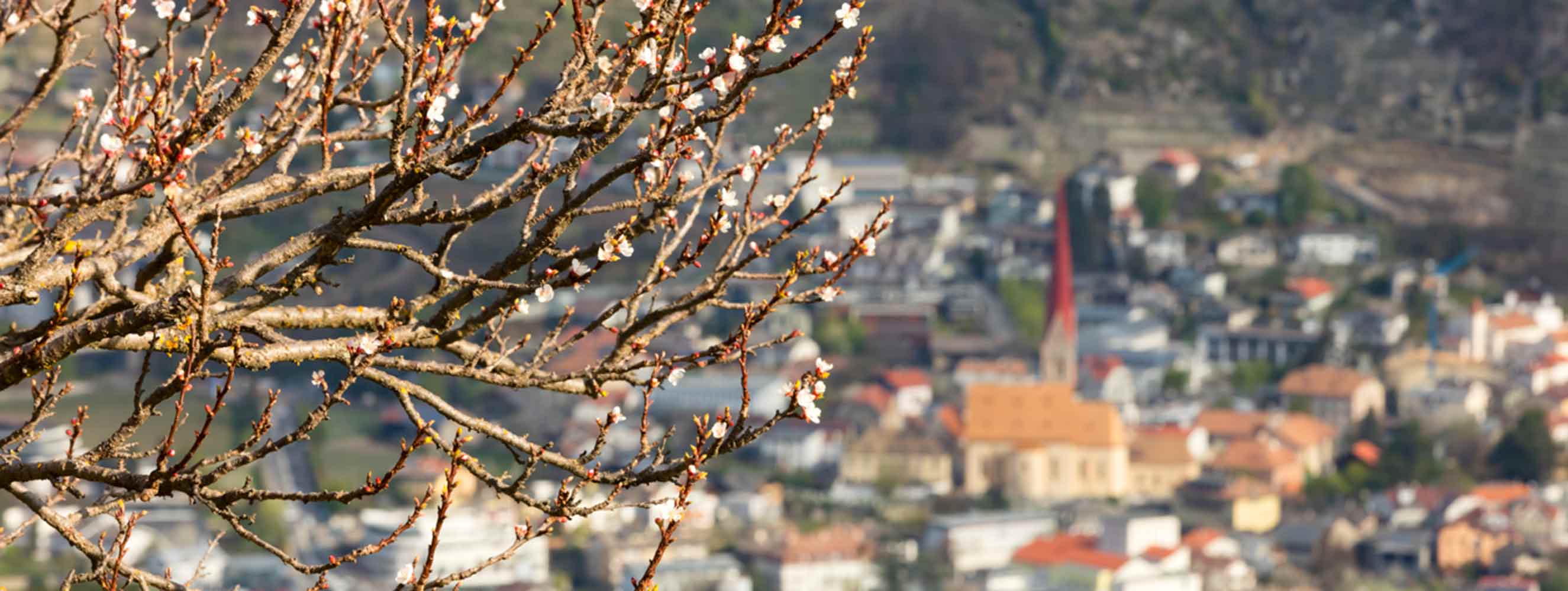 Kortsch im Vinschgau