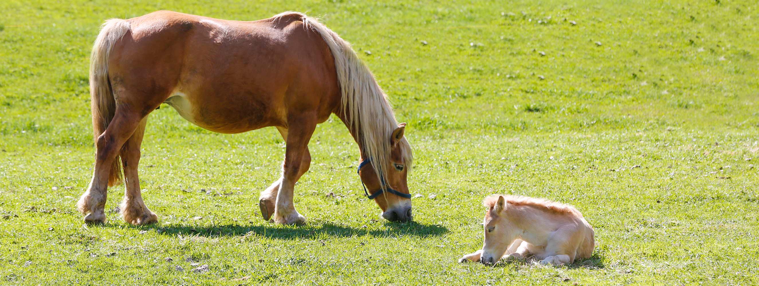 Andiamo a cavallo