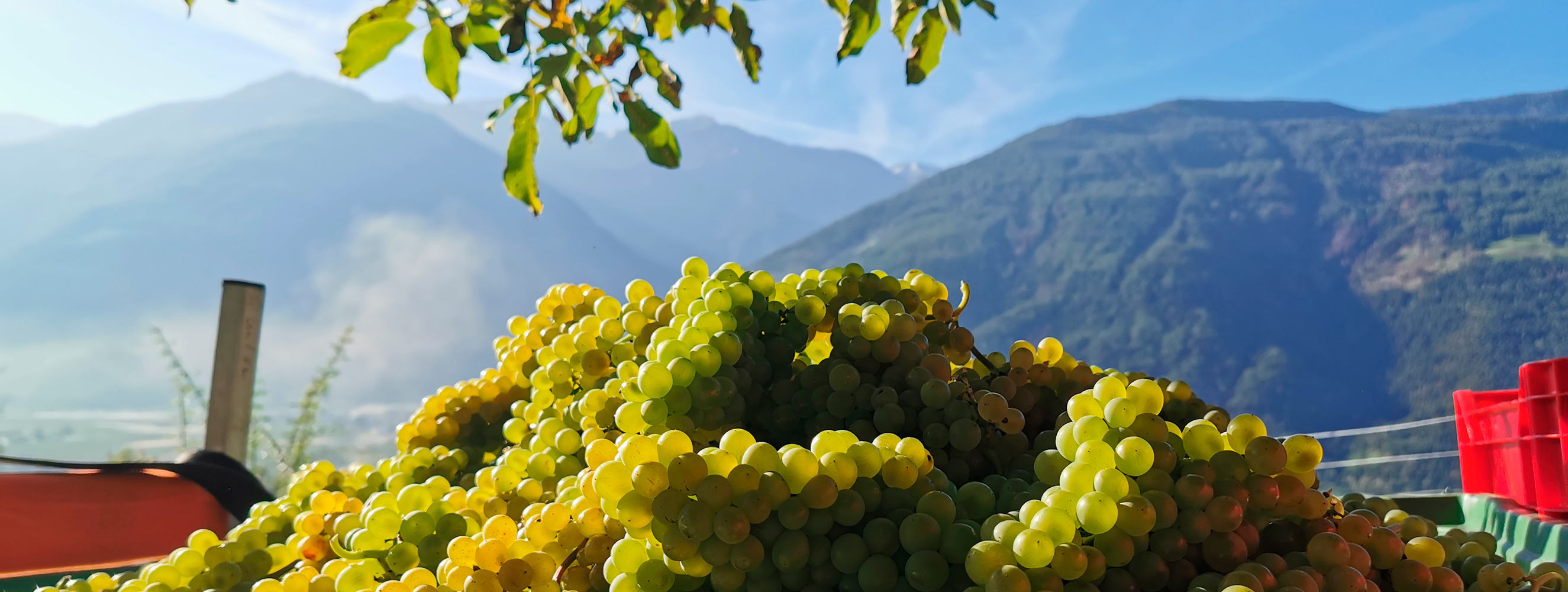 I nostri vini - Bertollhof