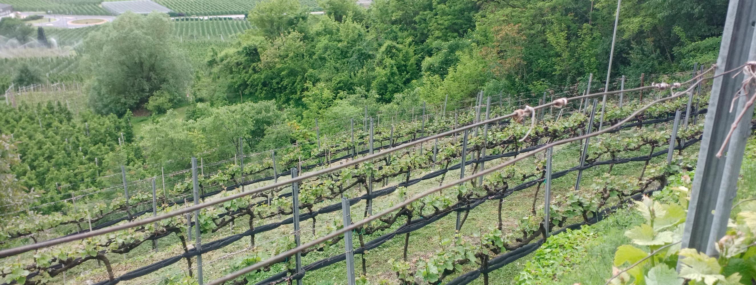 I nostri vini - Bertollhof
