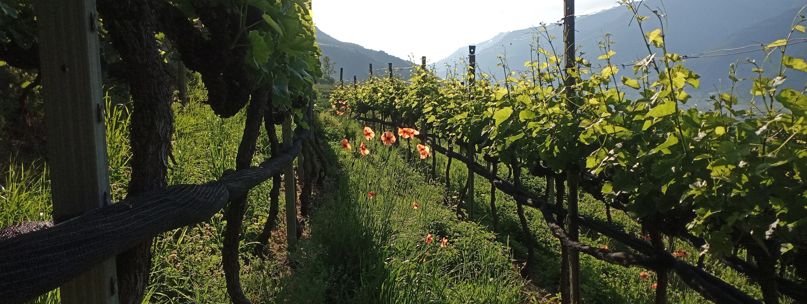 I nostri vini - Bertollhof